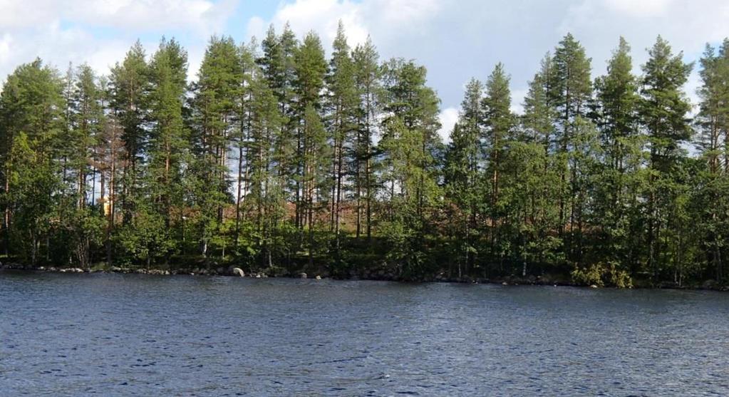 ei muokata Puusto tulee hakata siten, ettei korjuun yhteydessä synny ajouria ja