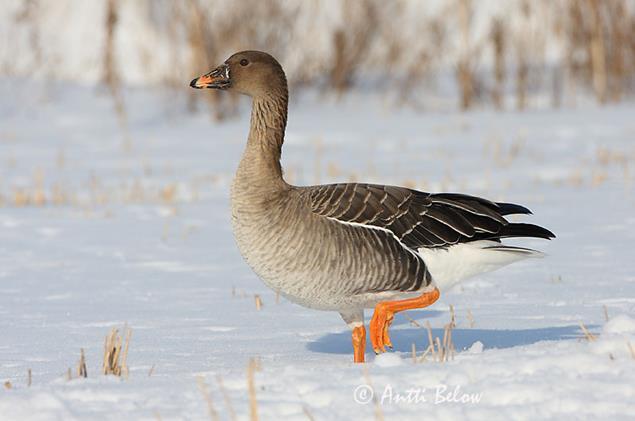 Tiedon laatu Data quality Breeding population Breeding range Wintering population Size Trend (short) Trend (long) Area Trend (short) Trend (long) Size