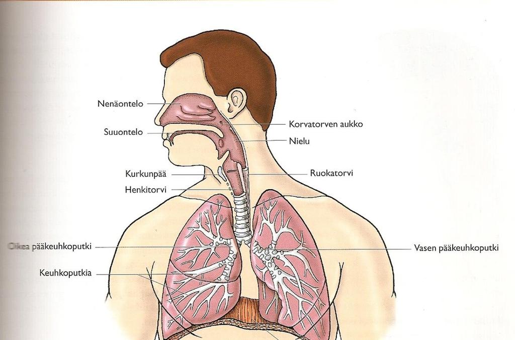 5 liuennut tai hemoglobiniin sitoutunut happi diffundoituu hiussuonten seinämien läpi kudosnesteeseen. Soluissa muodostuu koko ajan hiilidioksidia, joka diffundoituu soluista kudosnesteeseen.