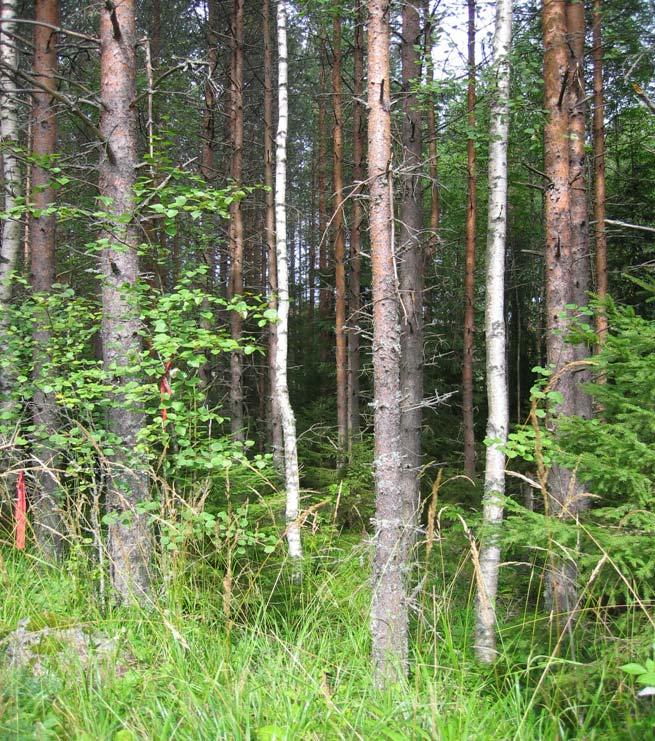 Varauksia liittyen oletuksiin, ks. Laatuseloste: Ilmaston ja puiden kasvun vaihtelun oletetaan pysyvän keskimääräisellä tasolla. Metsät oletetaan hoidetuksi.