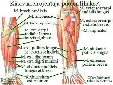 Sormien koukistajatovat m. flexor digitorum superficialis (digiti~sormet, superficialis~ pinnallinen), m. flexor digitorum profundus (~syvä), m. flexor pollicis (~peukalon) longus.