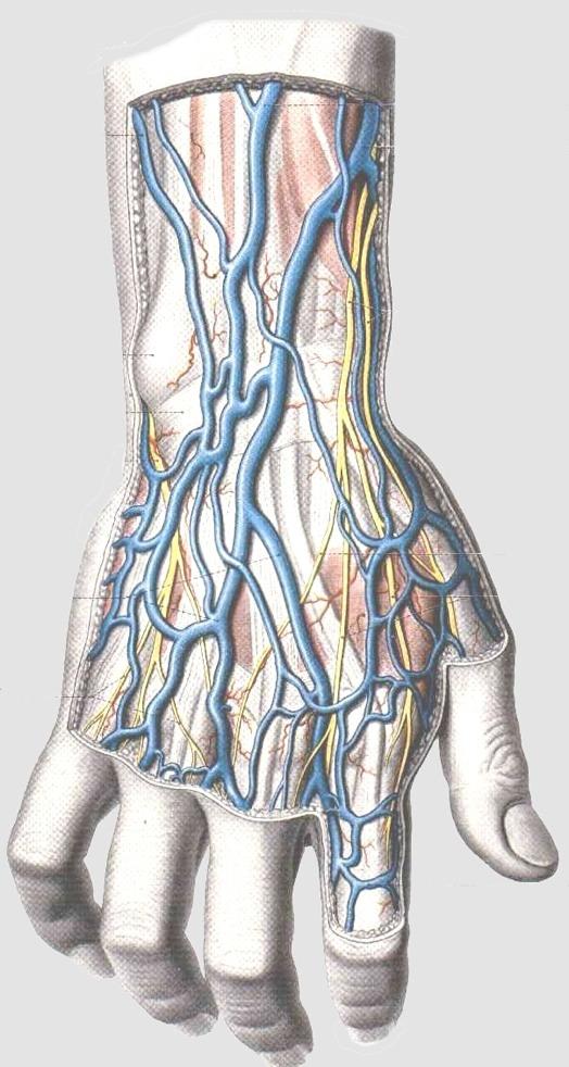 Luku 1 JOHDANTO YLÄRAAJAN ANATOMIAAN Eräs tunnusmerkki asiantuntijuudesta on se, että pystyy analysoimaan kohdetta huomattavasti maallikkoa yksityiskohtaisemmin ja tarkemmin.