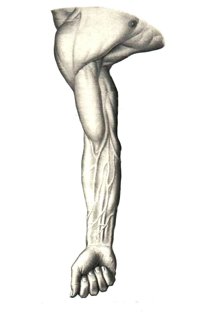 Scapula A Ossa carpale Ossa metacarpale Clavicula Ster- B num Humerus Radius Ulna C D E F Hartia ja yläraajan osat Phalanges Heikki Hervonen 2009, Rohen et al.