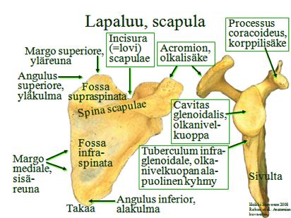 Yläraajan luut ja nivelet (M7p 673-683, 793-813; Gray2p 654-5, 668-72, 712-5, 724-6, 754-5) Klassinen lähestymistapa yläraajan anatomiaan ei ole hullumpi: Opiskellaan ensin yläraajan luut.
