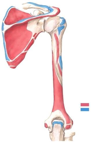 Kun tietää origon ja insertion sekä sen, miltä puolelta niveltä lihas/jänne kulkee, pystyy päättelemään lihaksen toiminnan. M. levator scapulae M. rhomboideus minor M.