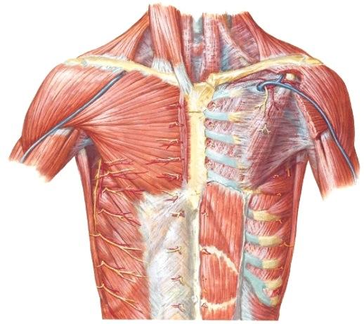 Vartalosta (truncus) lähtevät lihakset takana... (M7p s700-; Gray2p s675- ) M. trapezius lähtee takaraivolta ja laajalti selkärangasta (katso kuva!) ja kiinnittyy hartiakaareen.