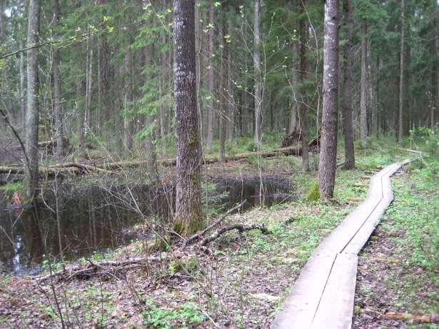 luonnontilaisuus on pikku hiljaa palautumassa sen jälkeen kun rakennusvirasto alkoi ennallistaa niitä vanhoja ojia tukkimalla 2000 luvun alussa.