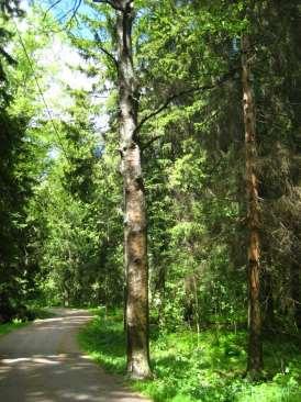 Yksittäisten puiden poisto Heikentyneitä ja kuolleita yksitäisiä puita poistetaan ulkoilureittien ja tonttien reunoilta