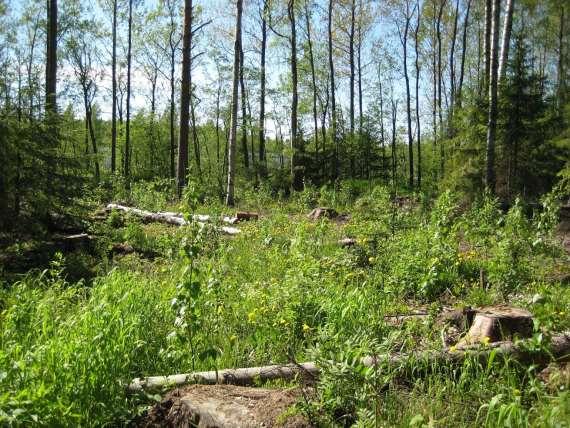 Uudistaminen pienaukolla istuttaen Uudistettavaan metsään tehdään enintään 0,3 hehtaarin kokoinen pienaukko, johon istutetaan kasvupaikalle sopivia taimia.