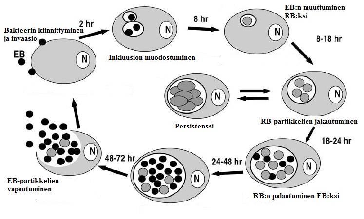 13 Kuva 3. Chlamydia-bakteerien elinkierron vaiheet (Mukaillen: Hammershlag 2002) 3.5 Akuutin infektion aiheuttamat muutokset isäntäsolussa C.