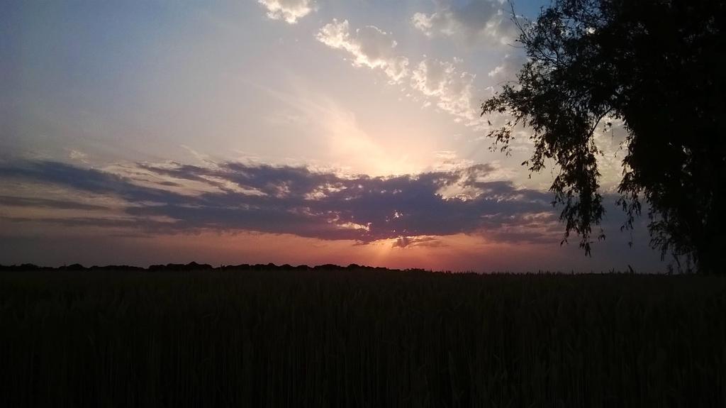Selitä
