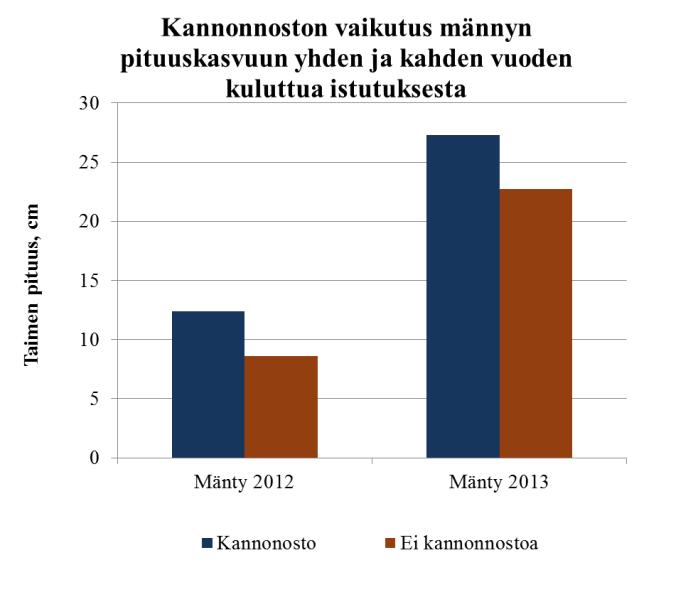 Kannonnoston vaikutus männyn ja kuusen taimien pituuskasvuun * Kannonnoston jälkeen männyn pituuskasvu on lievästi suurempi verrattuna pelkän ainespuun korjuuseen yhden ja kahden