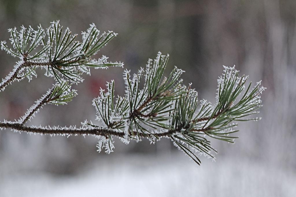 Iitin tu ry:n tiedotuslehden julkaisu 1 / 2017 iikunnan