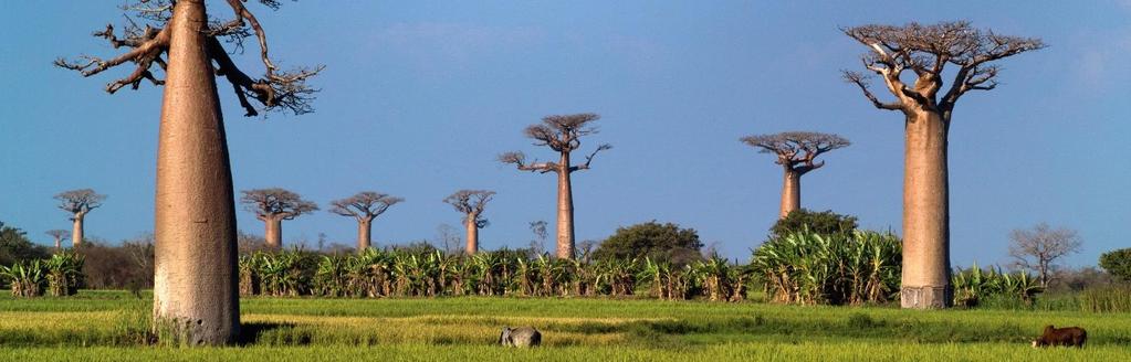 Luonnonrikkautta Madagaskarilla matkaohjelma 7.10. ti lähtö kohti Madagaskaria Air France/Finnairin lento AF5003 lähtee aamulla 07.35 kohti Pariisia, jossa koneen vaihto.