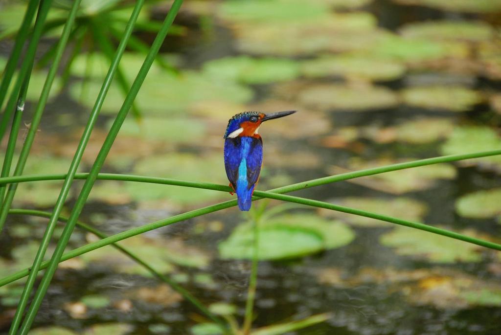 Passi ja viisumi Passin tulee olla voimassa vähintään kuusi kuukautta maahansaapumispäivän jälkeen. Viisumimaksu 25 peritään Madagaskarin lentokentällä saapumisen yhteydessä. Hinnat perustuvat 19.12.