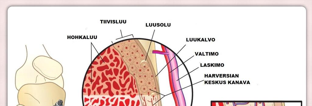 8 Kuvio 1. Luuston rakenne: Central valley medical. Sääri - ja olkavarsiluut ovat rakenteeltaan pitkiä putkiluita.