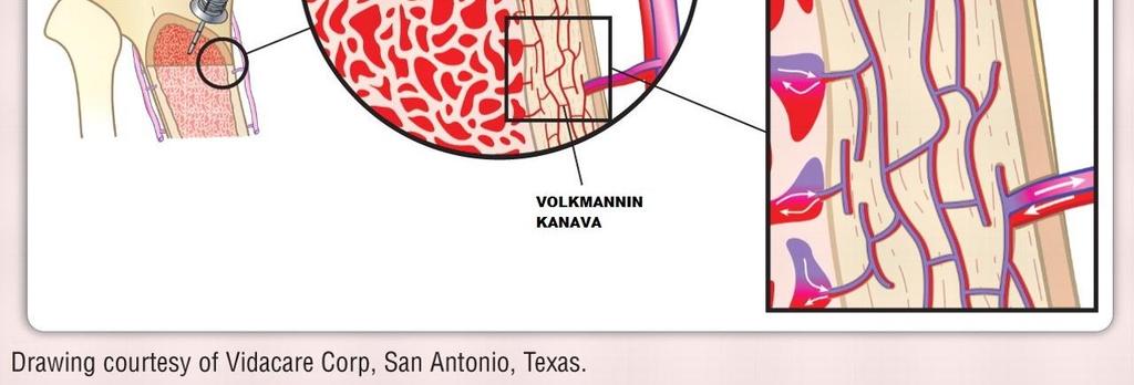 Sääri - ja olkavarrenluut voidaan jakaa anatomisesti kolmeen alueeseen: diafyysiin eli luun varteen, epifyysiin eli kasvulevyihin sekä metafyysiin, joka sijaitsee luun varren ja kasvulevyn välissä