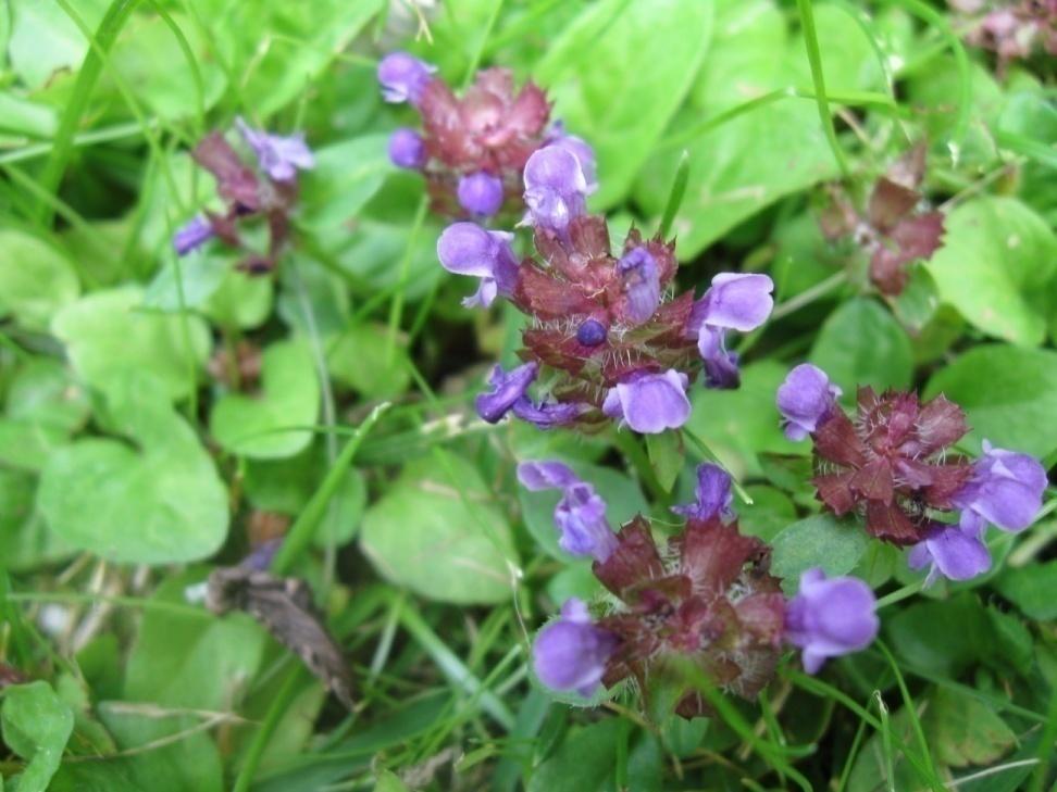 Niittyhumala (ahoniittyhumala)