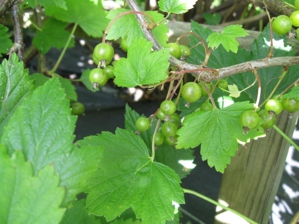 Viherherukka Ribes nigrum 'Vertti'