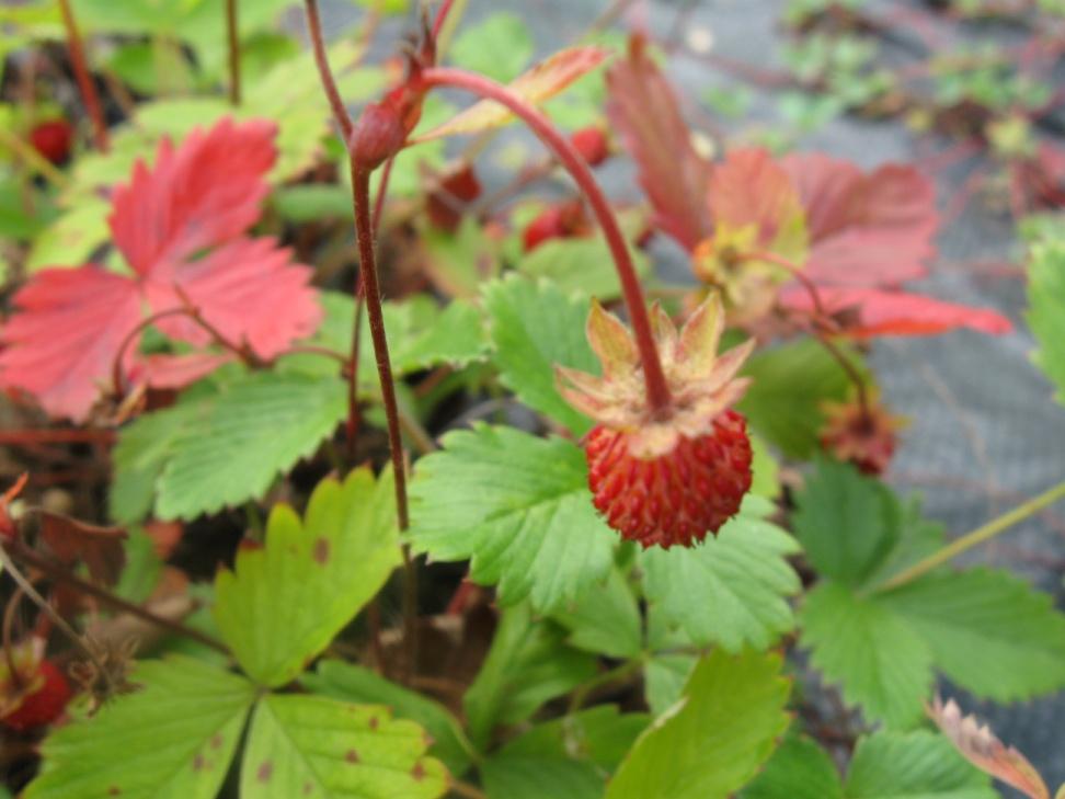 Ahomansikka Fragaria vesca