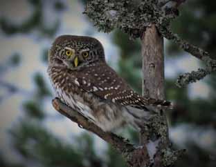 Kuvat vasemmalta oikealle: Varpuspöllö (Glaucidium passerinum) viheltelee maalis-huhtikuussa, auringonlaskun ja -nousun molemmin puolin, vanhojen metsien tuntumassa.