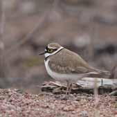 Pikkutylli (kansikuva) Pikkutylli (Charadrius dubius) on BirdLifen vuoden lintu 2017. Se on pienikokoinen kahlaaja, joita pesii Suomessa n. 4000 6000 paria.