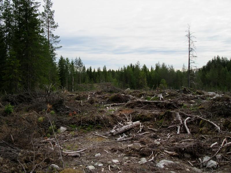 11 Kuva G. Voimalinjaus Keppisuon kohdalla kuvattu itään.