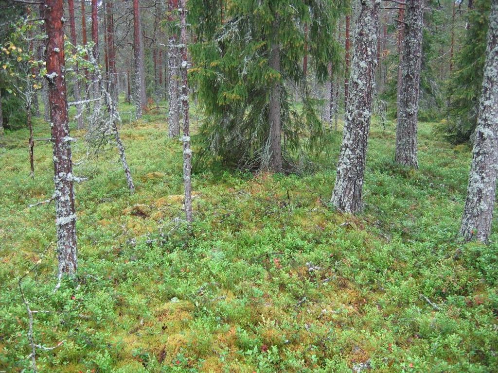 4 Kuva 17. Kiviröykkiö kohteen Ritamaa pohjoisosassa (Ritamaa b). Kuvattu etelään. 5.