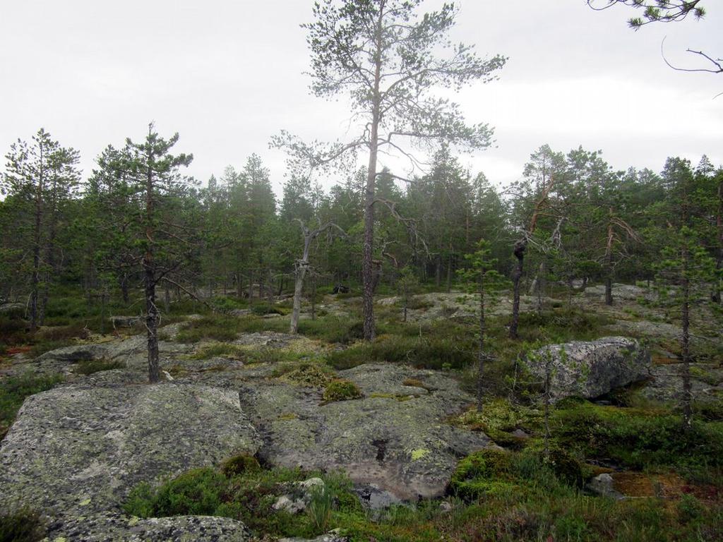 Keski-Pohjanmaan ArkeologiaPalvelu Ii Palokankaan tuulivoimapuisto 016 7 Kuva 1. Voimalapaikka n.