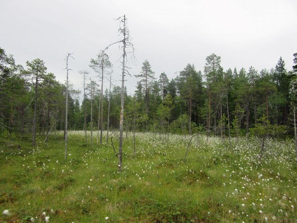 Matalia kallioselänteitä, nuorta mäntymetsää, kuva lounaaseen. Kuva.