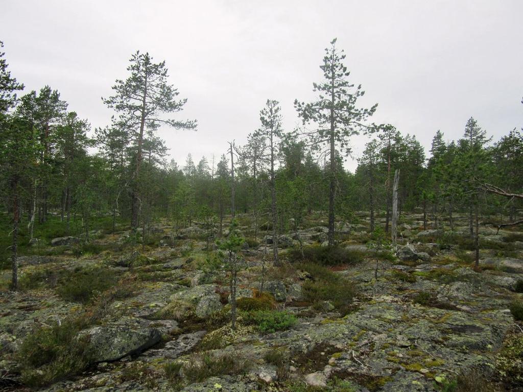 Keski-Pohjanmaan ArkeologiaPalvelu Ii Palokankaan