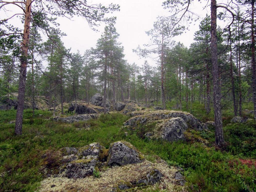 Keski-Pohjanmaan ArkeologiaPalvelu Ii Palokankaan tuulivoimapuisto 016 10 7.