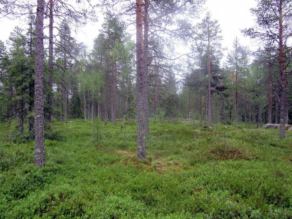 Keski-Pohjanmaan ArkeologiaPalvelu Ii Palokankaan tuulivoimapuisto 016 11 9. Voimalapaikka kuvattu etelään Honkisuon pohjoispuolella.