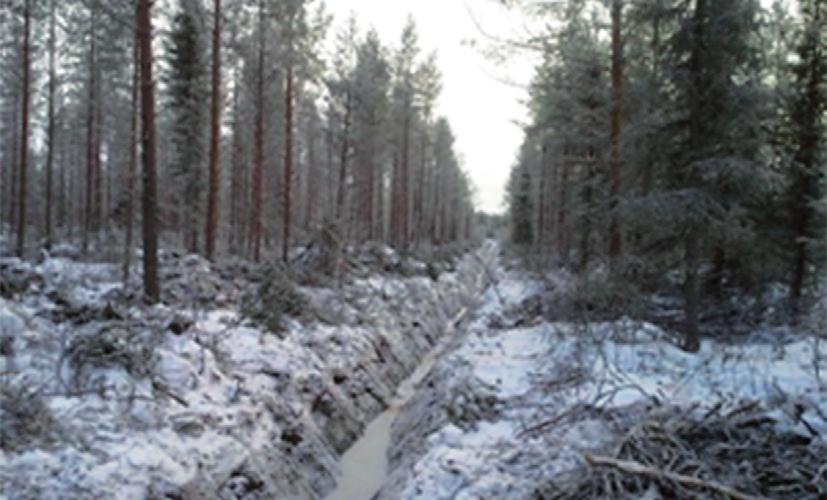 Kunnostusojitus Jaurun palstan kunnostusojitussuunnitelman toteutus aloitettiin rakentamalla 4900 metriä pengerteitä.