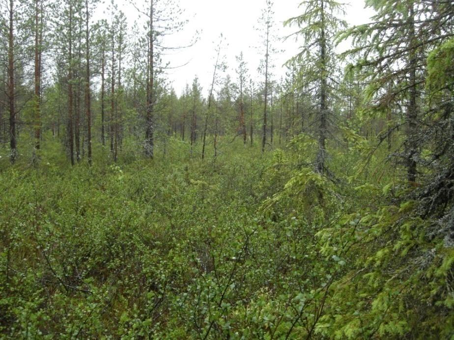 Kuvaussuunta pohjoiseen.