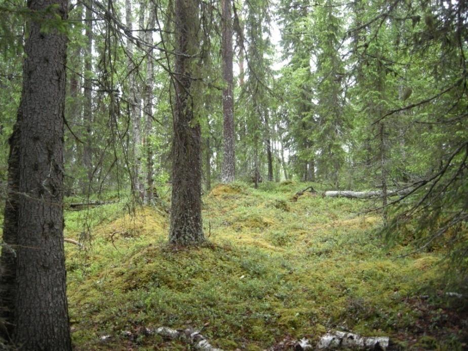 Kuva 5: Runsaslahopuustoista kuusikkoa