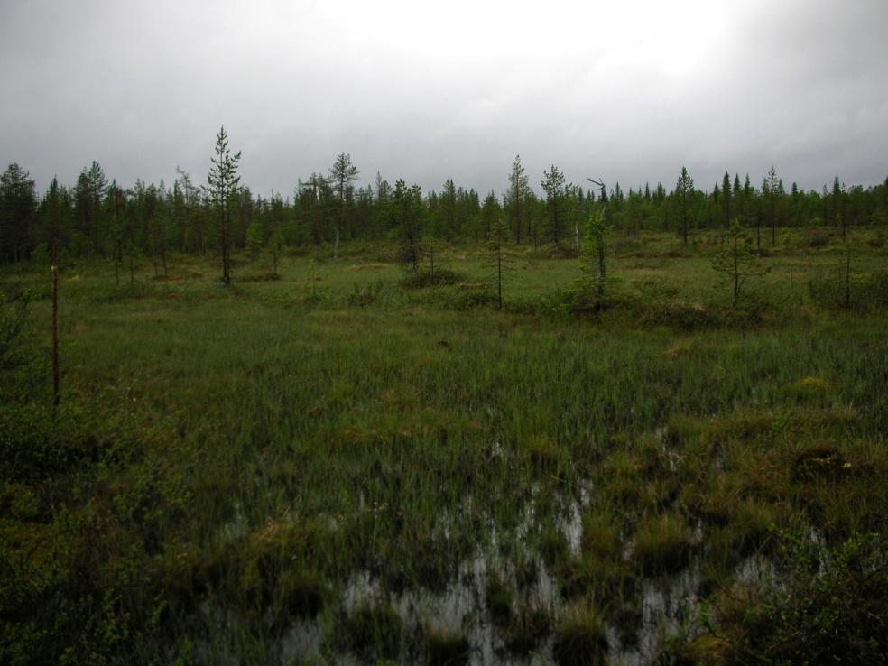 Kuva 10: Eteläosan avosuon märkää