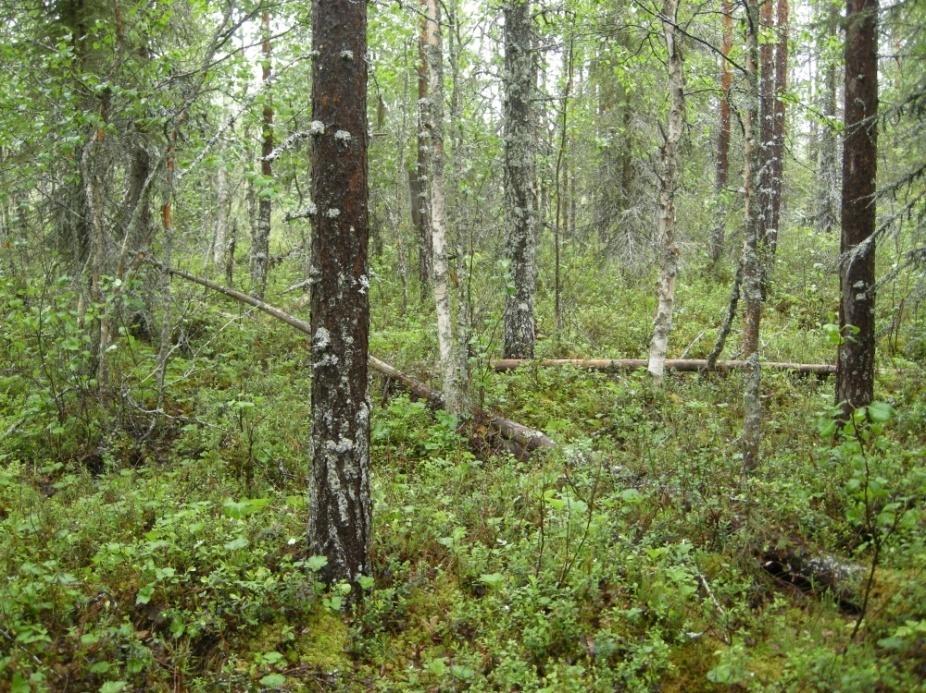 9 Poroaavalla ovat vahvat. Tavi hyötyy leveistä suo-ojista. Metso, teeri ja pyy ovat myös riistalintuja, joiden metsästyksestä päättää vuosittain Suomen Riistakeskus ja paikalliset metsästysseurat.