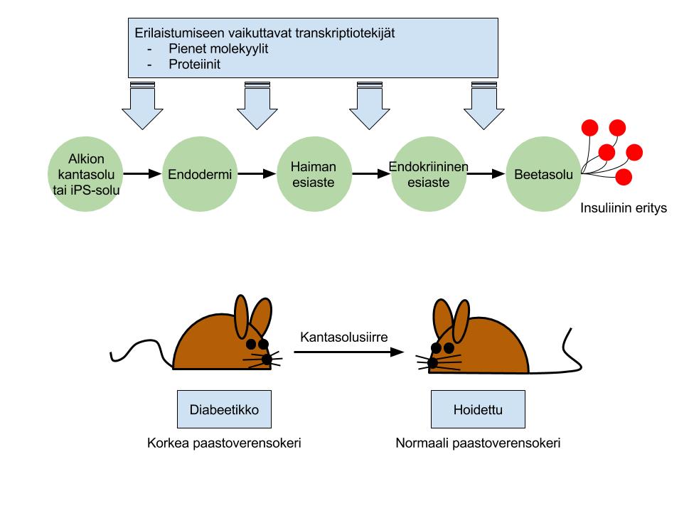 keratinosyyttikasvutekijällä, fibroblastisella kasvutekijällä, insuliinilla sekä sonic hedgehog - antagonistilla. Erilaistuminen tapahtuu noin 3-4 viikon inkubaation jälkeen.