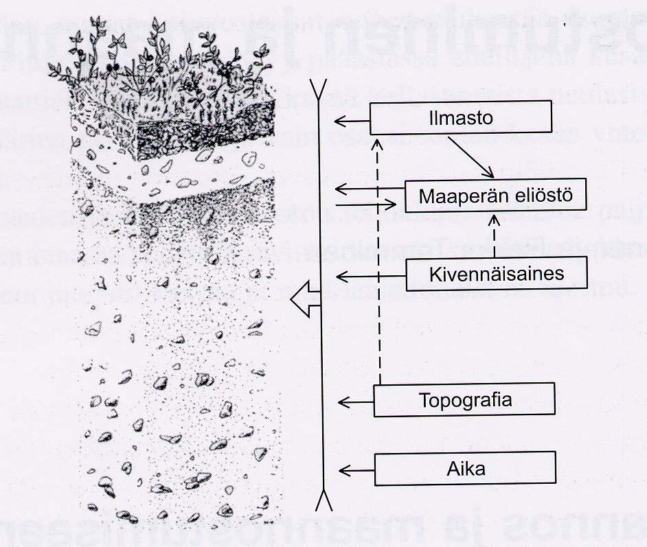 Humustyypit: kangashumus (kangasmetsät;