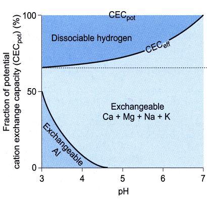 Kationinvaihtokyky (cation exchange capacity =CEC): - Vaihtopaikkojen määrä = kyky pidättää kationeja (mol per maan massayksikkö): 1 mol H + (K +, Na + ) = ½ mol Ca 2+ (Mg 2+ ) = 1/ 3 mol Al 3+ -