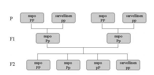 13 Kuvio 1. Nupouden periytyminen käytettäessä perinnöllisesti sarvellista ja sarvetonta eläintä (lähdettä mukaillen Juga ym. 1999, 37 38) 2.