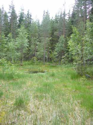 13. Sarakorpi * K metsälain 1093/1996 3 luvun 10 mukaisia tärkeitä elinympäristöjä Paikalla on luonnontilainen