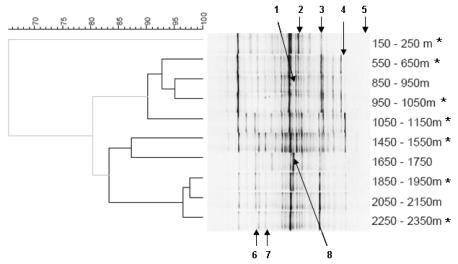 7 Outokummun mikrobiyhteisöjen tunnistus 16S rrna PCR-DGGE ja Pyro-sekvensoinnin avulla Archaea Bacteria OUTOII 150-250 m OUTOII 550-650m m OUTOII 950-1050 m OUTOII 1050-1150 m OUTOII 1450-1550 m