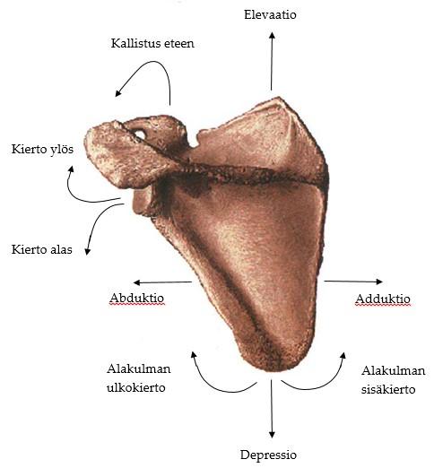 20 Toinen agonisti-antagonisti pari lapaluun liikkeisiin liittyen on m. trapziuksen alaosa ja m. pectoralis minor. Trapeziuksen alaosa vetää spina scapulaeta mediaalisesti ja alaspäin, kun taas m.