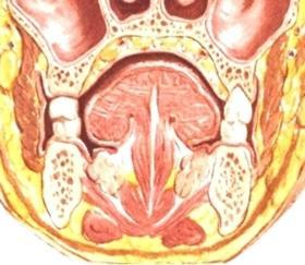 oris Kieliluu, - Alhaalla (kaudaalisesti) levymäisen lihaksiston muodostama Regio Suupohja suupohja (munbotten). Kova ja sub pehmeä - Takana yhdystie nieluun (isthmus faucium).