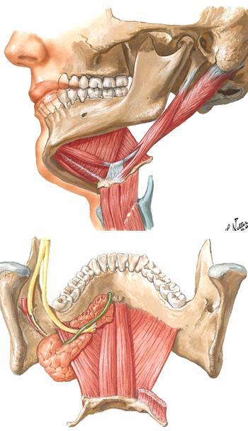 Suupohjan (munbotten) rakenteet (M6p s1001-2; G2p s1035-1041; N 53) - Luusto: alaleuanluu (underkiäksben, mandibula) ja kieliluu (tungben, os hyoideum) toimivat suupohjan lihasten lähtö- ja