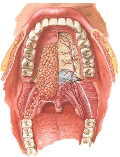 stylohyoideus ja digastrikuksen venter posterior eivät varsinaisesti muodosta suupohjaa. Suupohjan rakenne M. mylohyoideus, M. geniohyoideus ja M. digastricus, venter anterior M. stylohyoideus M.