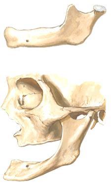 myös pääosan suulaesta - foramen incisivum, josta suulaen ja ikenen hermotusta (nervus nasopalatina) Suulaenluu (gomben) os palatinum (M6p s829; G2p s819) - muodostaa luisen suulaen takaosan -