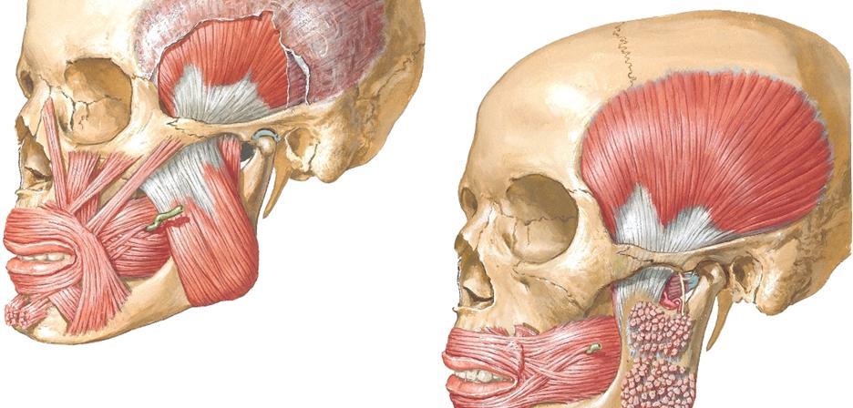 Mandibulan sisäpuolelle jäävät piiloon musculus pterygoideus lateralis ja medialis. - Musculus temporalis on viuhkamainen lihas.